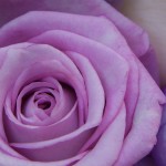 fiori-viola-matrimonio