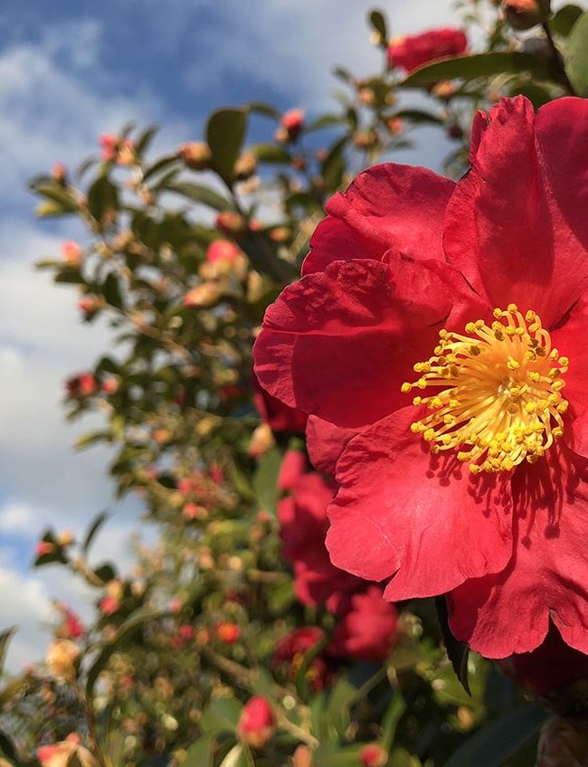 Camelia Sasanqua - flowers and garden by La Piccola Selva