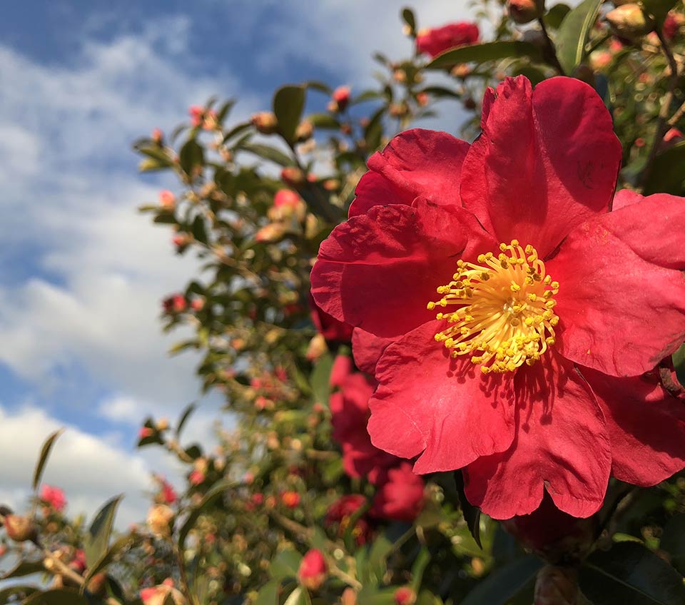 Camelia Sasanqua - flowers and garden by La Piccola Selva