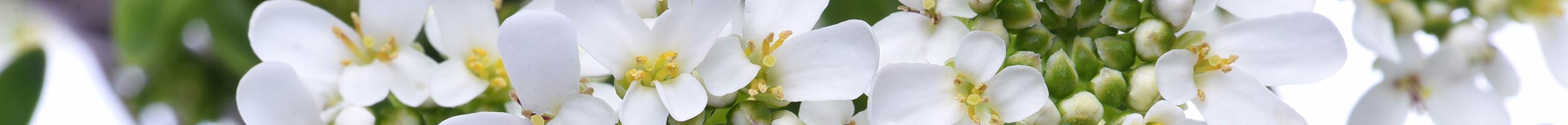 Winter flowers