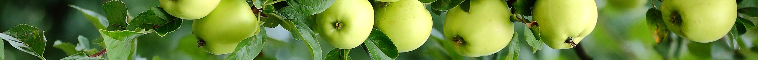 vendita piante da frutto Omegna lago d'Orta